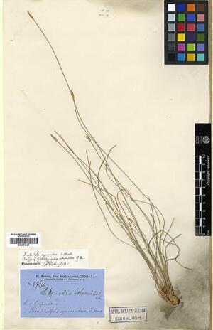 To Royal Botanic Garden Edinburgh Herbarium (Abildgaardia schoenoides E00373588 isotype 1)