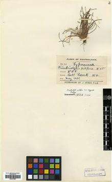 Type specimen at Edinburgh (E). Fitzgerald, William: . Barcode: E00373595.