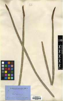 Type specimen at Edinburgh (E). Brown, Robert: . Barcode: E00373617.