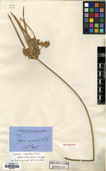 Type specimen at Edinburgh (E). Brown, Robert: 5922. Barcode: E00373629.