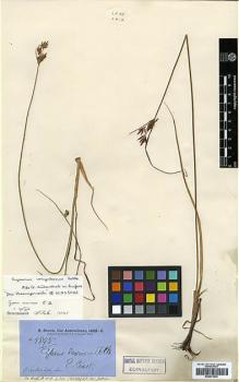 Type specimen at Edinburgh (E). Brown, Robert: 5895. Barcode: E00373633.