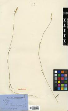 Type specimen at Edinburgh (E). Brown, Robert: 6167. Barcode: E00373653.
