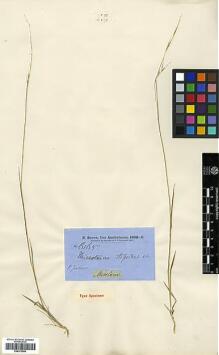 Type specimen at Edinburgh (E). Brown, Robert: 6165. Barcode: E00373654.