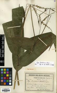 Type specimen at Edinburgh (E). Buchtien, Otto: 1157. Barcode: E00373697.