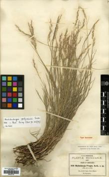 Type specimen at Edinburgh (E). Pringle, Cyrus: 1414. Barcode: E00373719.