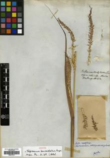 Type specimen at Edinburgh (E). Hartweg, Karl: 252. Barcode: E00373741.
