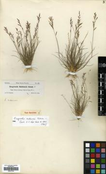 Type specimen at Edinburgh (E). Curtiss, Allen: 420. Barcode: E00373742.