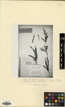 Type specimen at Edinburgh (E). Alexeenko, F: . Barcode: E00373763.