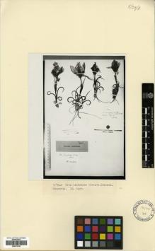 Type specimen at Edinburgh (E). von Radde, Gustav: 20. Barcode: E00373768.
