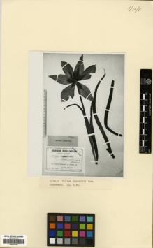 Type specimen at Edinburgh (E). Schelkovnikov, Alexandr: . Barcode: E00373780.
