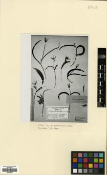 Type specimen at Edinburgh (E). Junge, A.: . Barcode: E00373786.