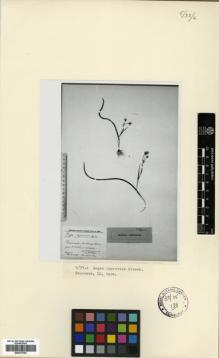 Type specimen at Edinburgh (E). : . Barcode: E00373792.