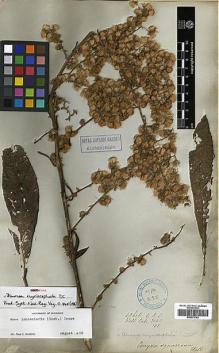 Type specimen at Edinburgh (E). Wallich, Nathaniel: 3025/135. Barcode: E00373793.