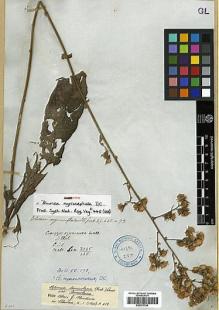Type specimen at Edinburgh (E). Wallich, Nathaniel: 3025/135. Barcode: E00373794.