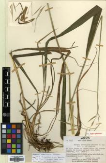 Type specimen at Edinburgh (E). Meyer, Frederick; Rogers, David: 2937. Barcode: E00373825.