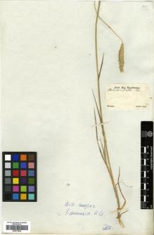 Type specimen at Edinburgh (E). Sellow, Friedrich: . Barcode: E00373838.
