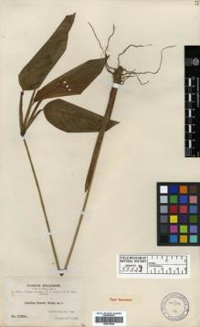 Type specimen at Edinburgh (E). Bang, Miguel: 1723A. Barcode: E00373839.