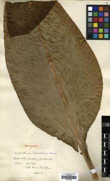 Type specimen at Edinburgh (E). von Türckheim, Hans: II 513. Barcode: E00373846.