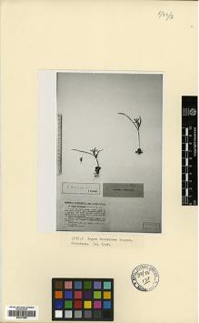 Type specimen at Edinburgh (E). Grossheim, Alexander: 30. Barcode: E00373866.