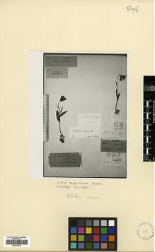 Type specimen at Edinburgh (E). : . Barcode: E00373874.