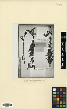 Type specimen at Edinburgh (E). von Bieberstein, Friedrich: . Barcode: E00373876.