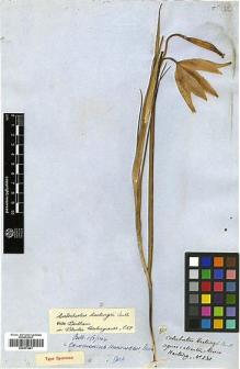 Type specimen at Edinburgh (E). Hartweg, Karl: 230. Barcode: E00373881.