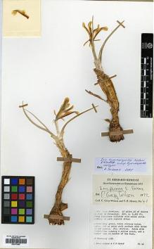 Type specimen at Edinburgh (E). Grey-Wilson, Christopher; Hewer, T.: 41. Barcode: E00373884.
