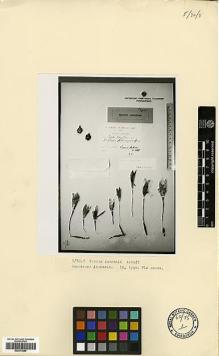 Type specimen at Edinburgh (E). Alboff, Nikolai Michailovich: 416. Barcode: E00373889.