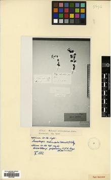 Type specimen at Edinburgh (E). : . Barcode: E00373892.