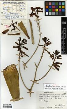 Type specimen at Edinburgh (E). Lavranos, John: 11385. Barcode: E00373896.