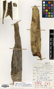 Type specimen at Edinburgh (E). Lavranos, John; Newton, Leonard: 13121. Barcode: E00373898.