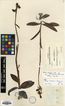 Type specimen at Edinburgh (E). Sintenis, Paul: 1514. Barcode: E00373901.