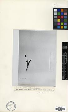 Type specimen at Edinburgh (E). Thirke, Dr.: . Barcode: E00373905.