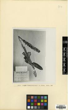 Type specimen at Edinburgh (E). Schelkovnikov, Alexandr: 245. Barcode: E00373906.