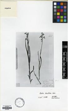 Type specimen at Edinburgh (E). Thirke, Dr.: 2. Barcode: E00373908.