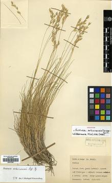 Type specimen at Edinburgh (E). Davis, Peter; Hedge, Ian: 30293. Barcode: E00373923.