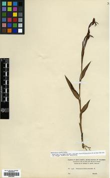 Type specimen at Edinburgh (E). Smith, Herbert: 2358. Barcode: E00373941.