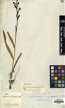 Type specimen at Edinburgh (E). Schomburgk, Robert: 814. Barcode: E00373943.