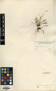 Type specimen at Edinburgh (E). Smith, Herbert: 2482. Barcode: E00373945.