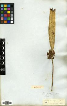 Type specimen at Edinburgh (E). Mathews, Andrew: . Barcode: E00373947.