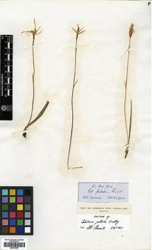 Type specimen at Edinburgh (E). Gunn, Ronald: . Barcode: E00373953.