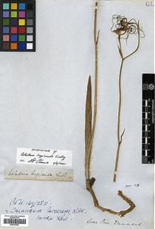 Type specimen at Edinburgh (E). Drummond, James: . Barcode: E00373954.