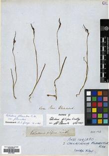 Type specimen at Edinburgh (E). Drummond, James: . Barcode: E00373955.