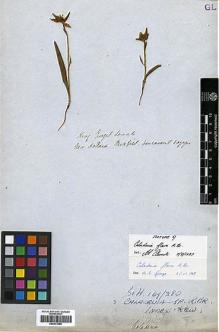 Type specimen at Edinburgh (E). Menzies, Archibald: . Barcode: E00373958.