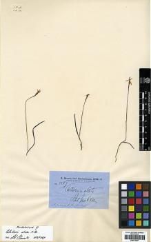Type specimen at Edinburgh (E). Brown, Robert: 5587. Barcode: E00373967.