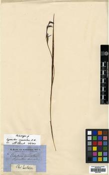 Type specimen at Edinburgh (E). Brown, Robert: . Barcode: E00373970.
