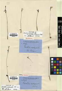 Type specimen at Edinburgh (E). Brown, Robert: 5602. Barcode: E00373974.