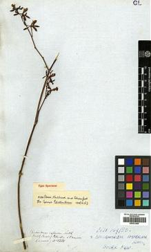Type specimen at Edinburgh (E). Cuming, Hugh: 1250. Barcode: E00373980.