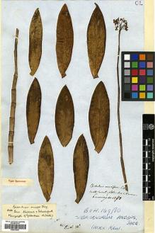 Type specimen at Edinburgh (E). Cuming, Hugh: 1288. Barcode: E00373981.