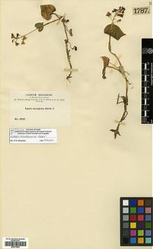 Type specimen at Edinburgh (E). Bang, Miguel: 1787. Barcode: E00373983.